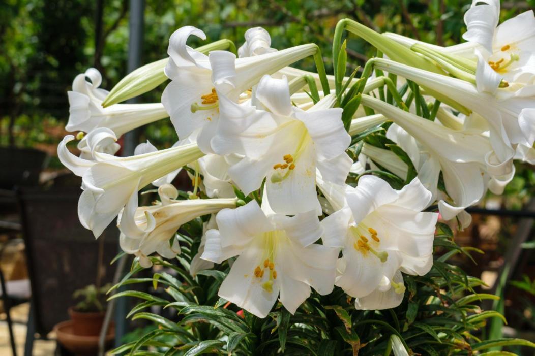 Dimitris'S Country House Agia  外观 照片